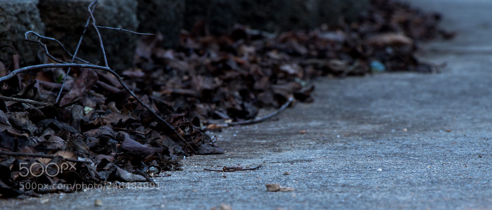 Canon EOS 7D Mark II sample photo. Winter leaves photography
