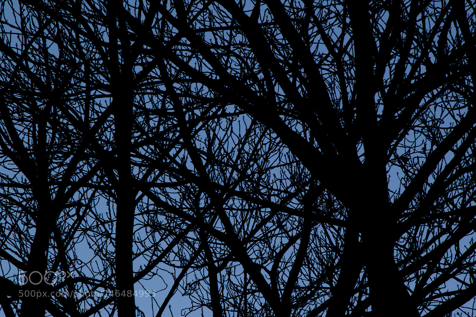 Canon EOS 7D Mark II sample photo. Dark tree branch photography