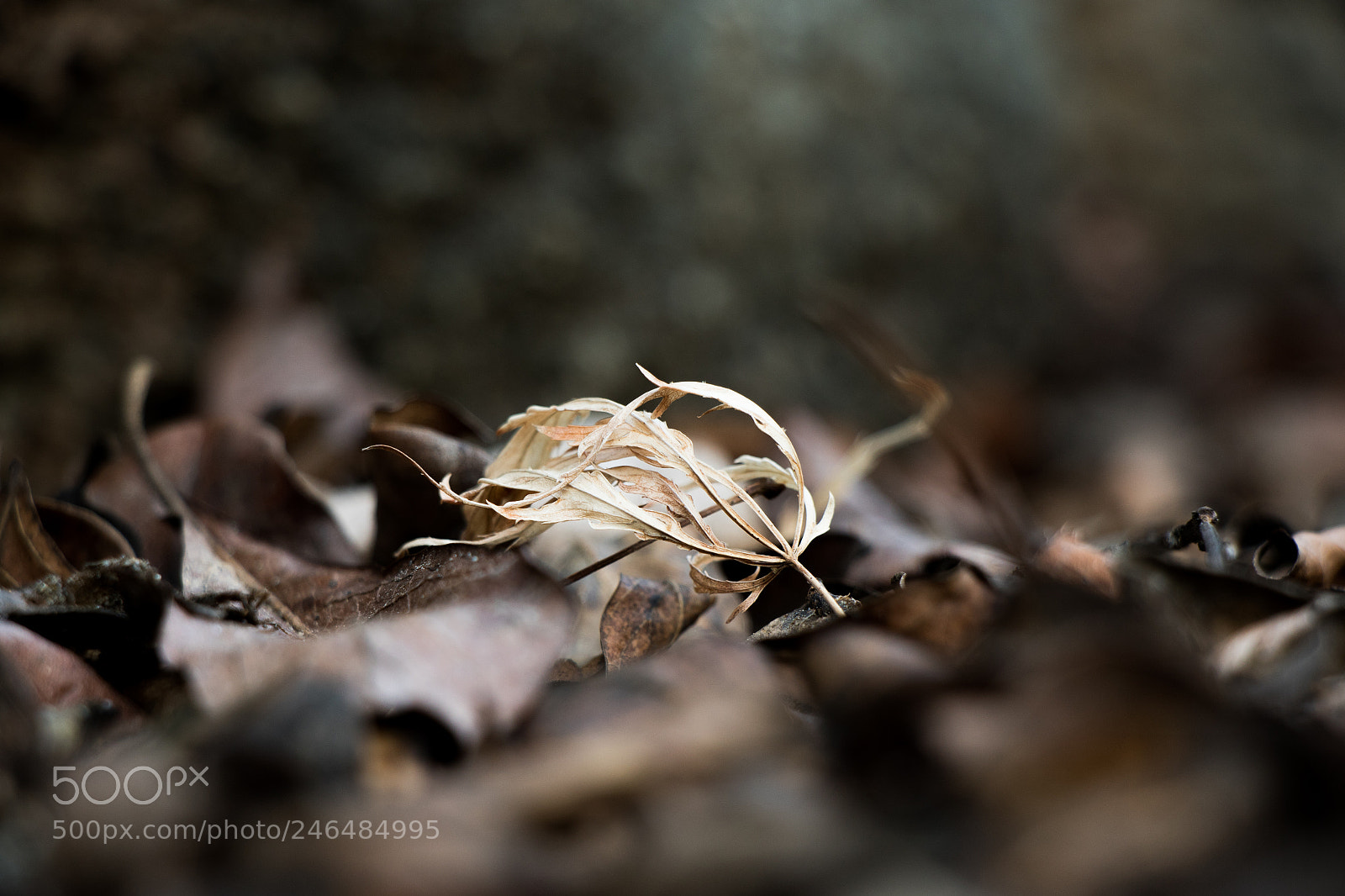 Canon EOS 7D Mark II sample photo. Winter leaf photography