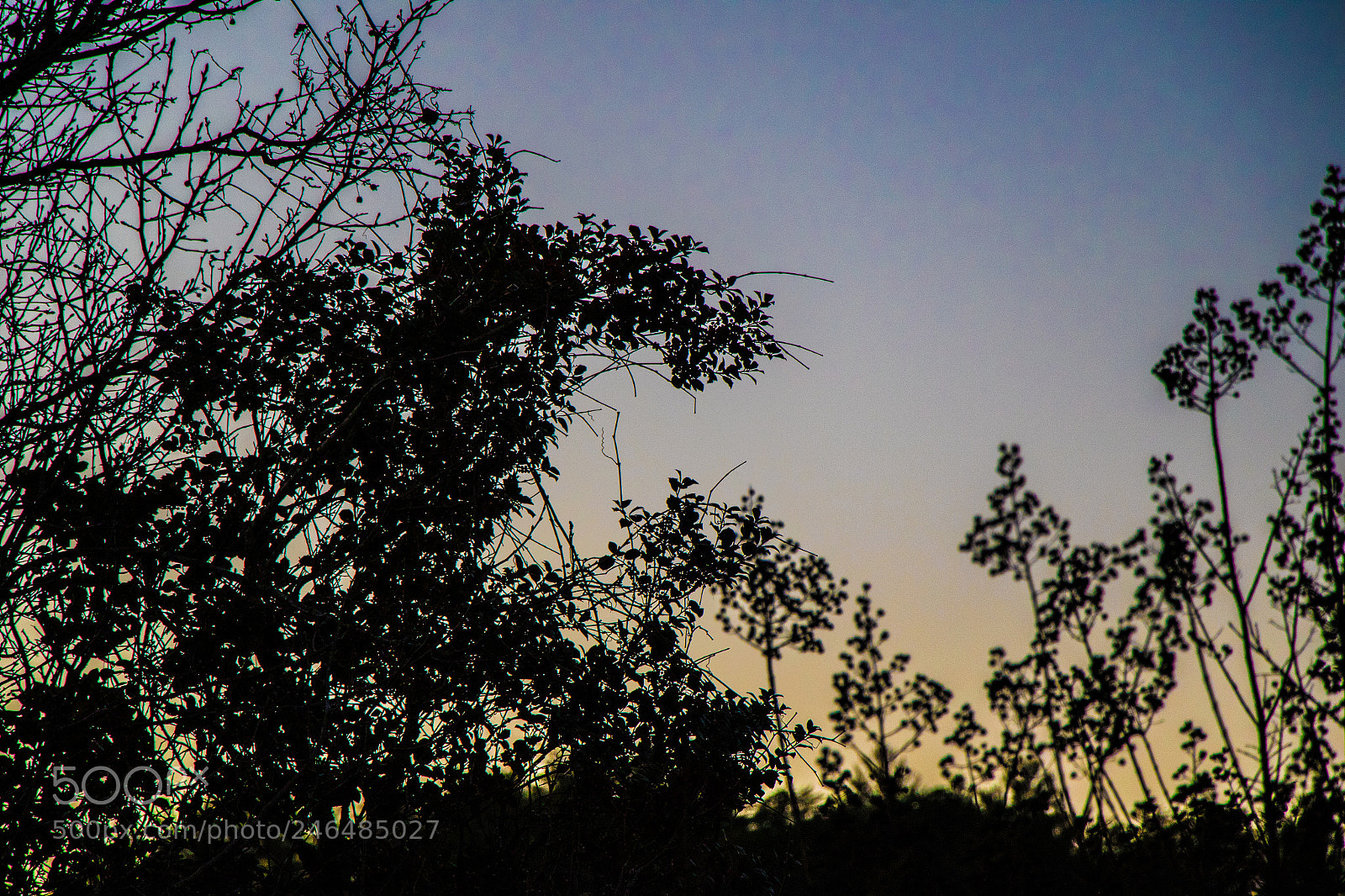 Canon EOS 7D Mark II sample photo. Trees, plants and sky photography