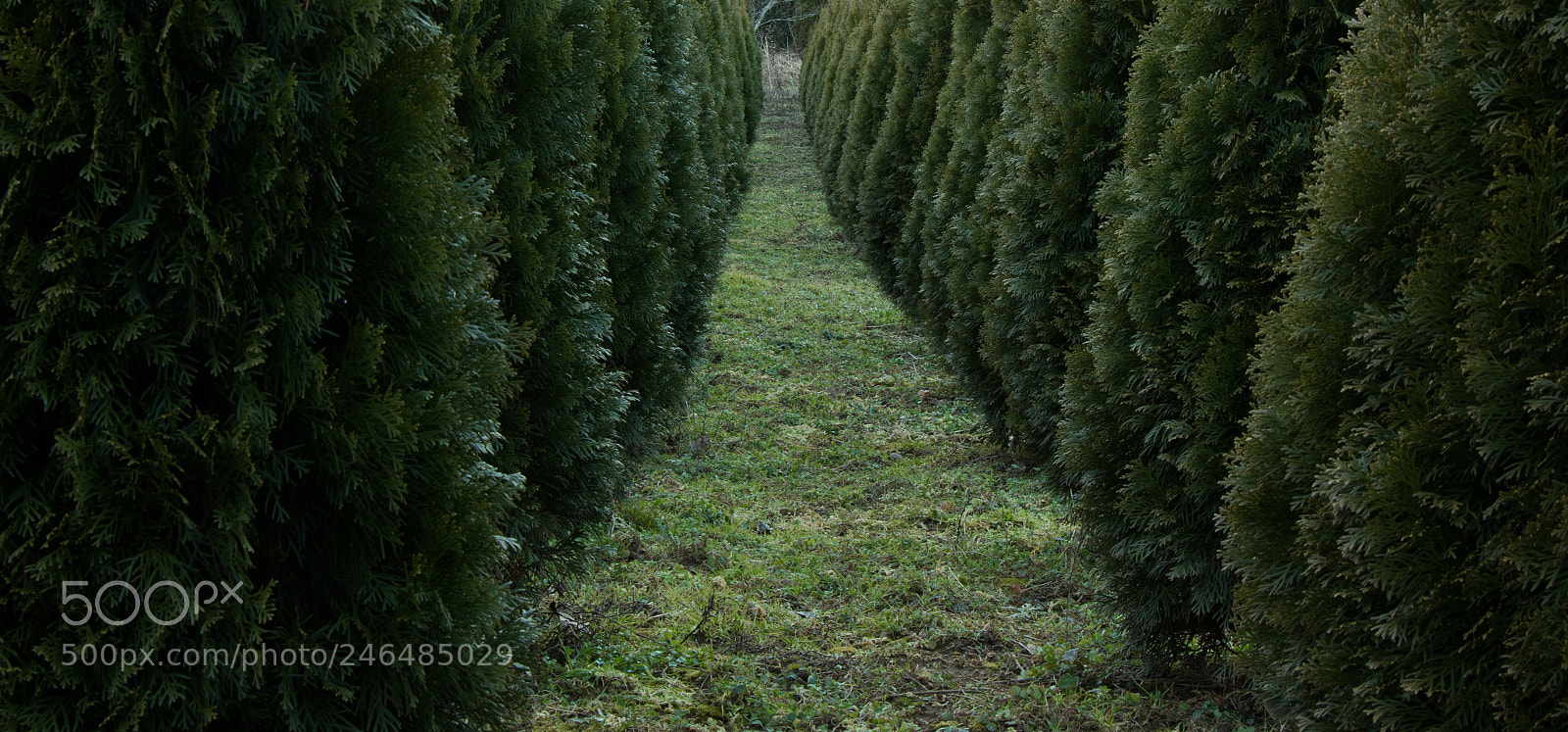 Canon EOS 7D Mark II sample photo. Shrubbery path photography
