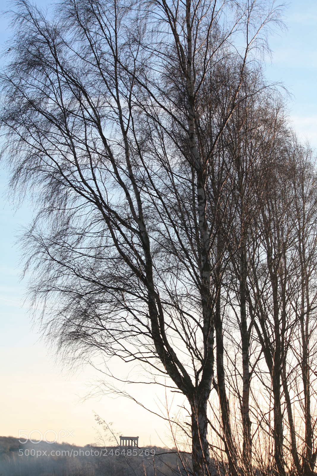 Canon EOS 450D (EOS Rebel XSi / EOS Kiss X2) sample photo. Bare trees and penshaw photography