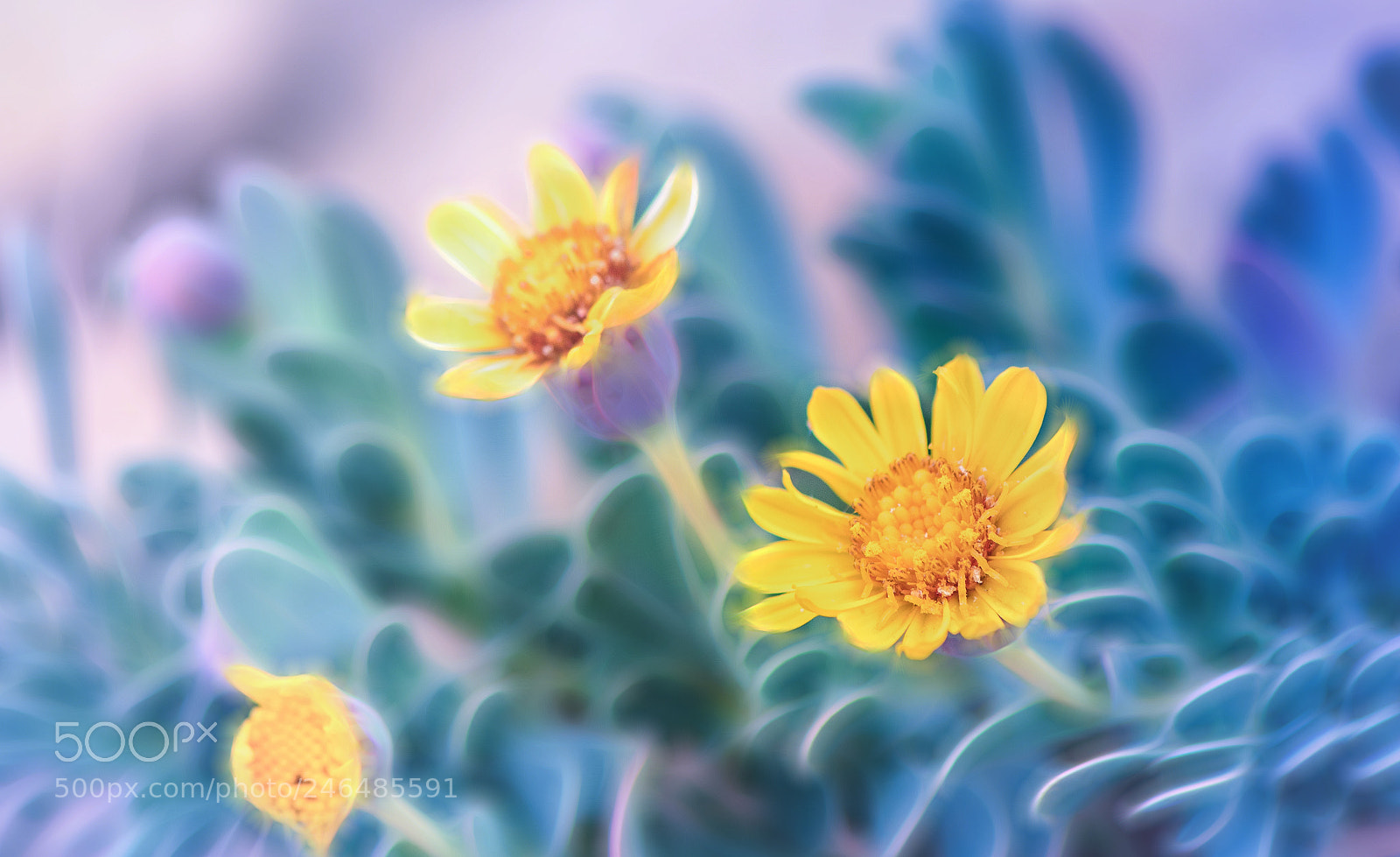 Nikon D850 sample photo. An idea of spring photography