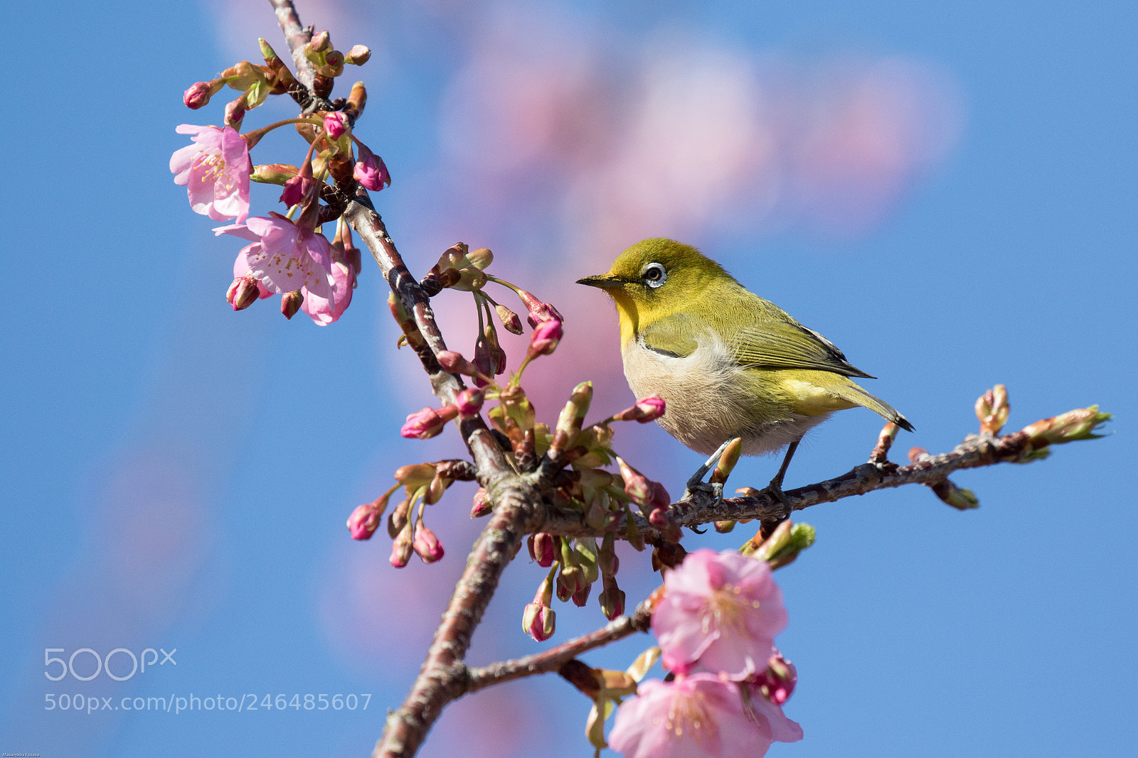 Canon EOS 7D Mark II sample photo. White eye and cherry photography