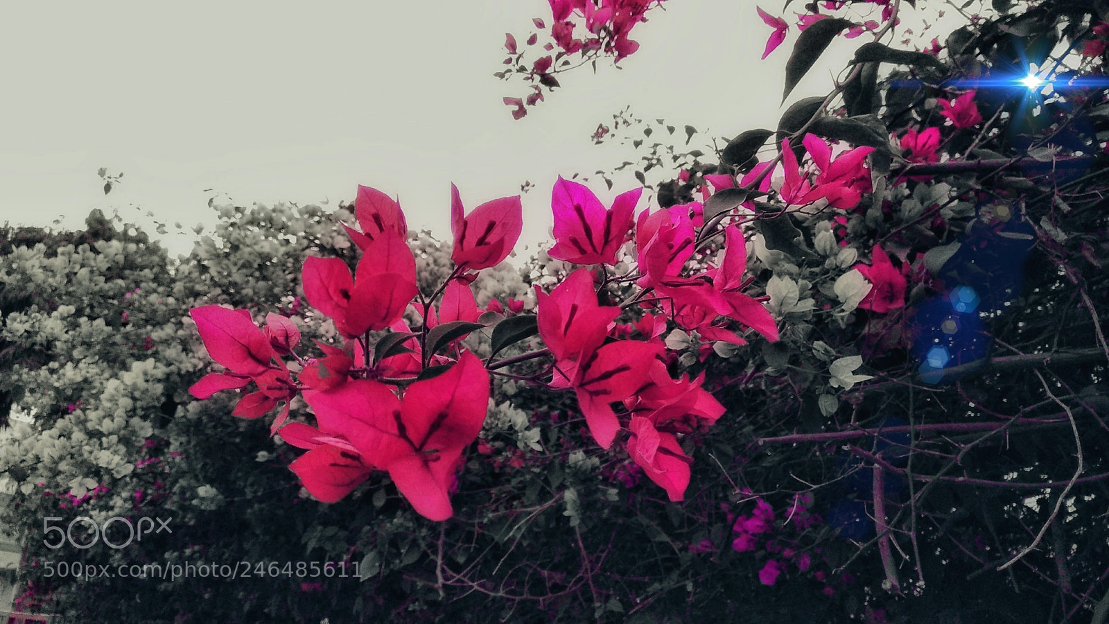 Xiaomi Redmi Note 4 sample photo. Flowering inferno photography