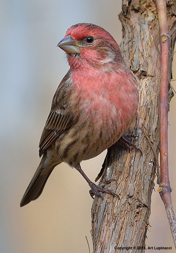 Common House Finch by Art Lupinacci PHOTOGRAPHY / 500px