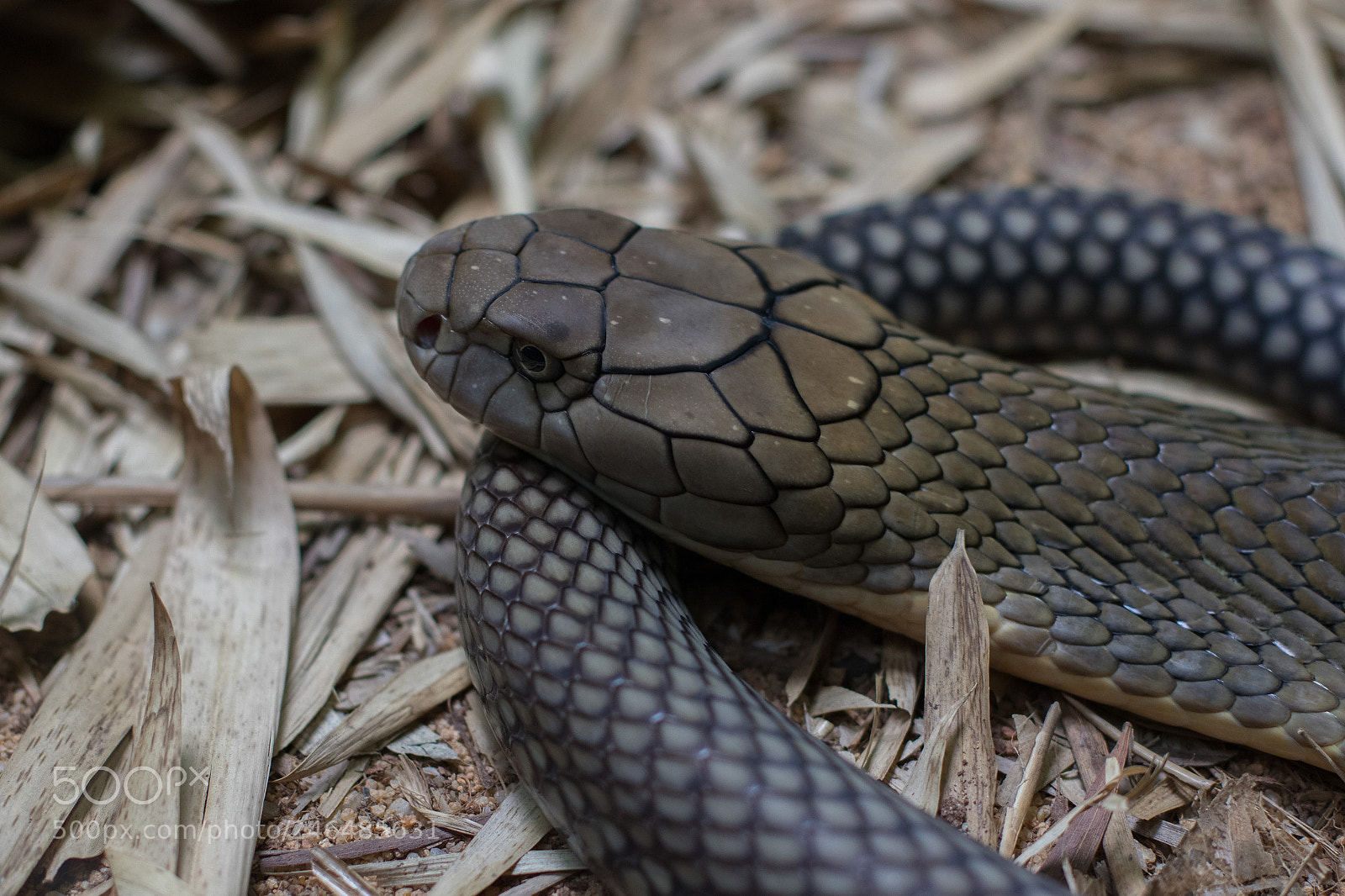 Canon EOS 7D Mark II sample photo. Cobra photography