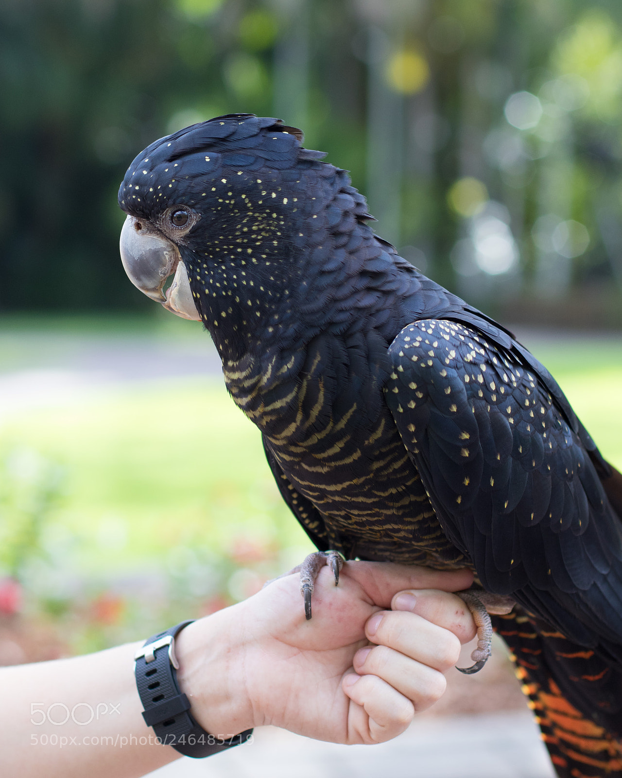 Canon EOS 7D Mark II sample photo. Red tailed cockatoo photography