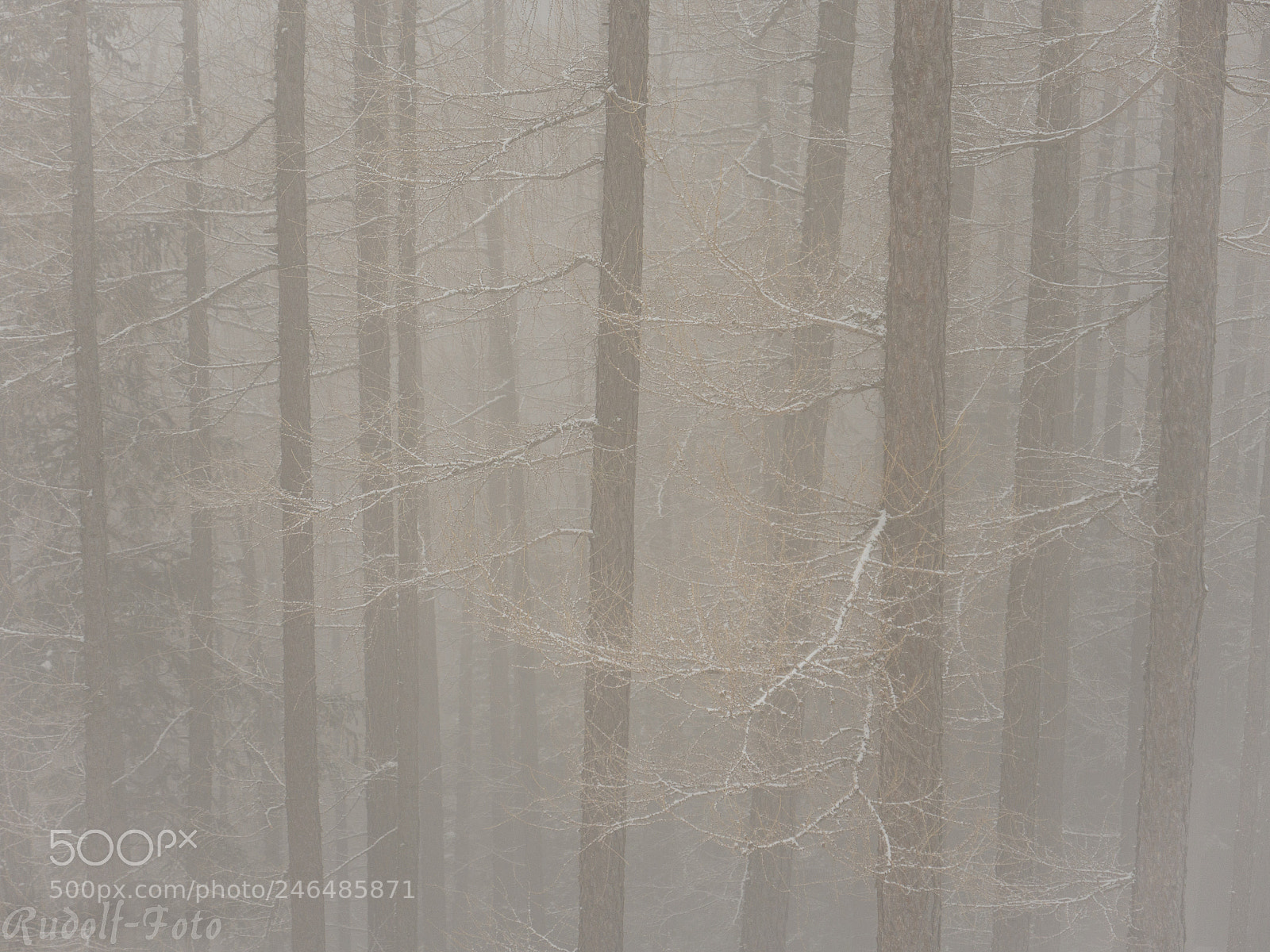 Panasonic Lumix DMC-GX8 sample photo. Mystic wood photography
