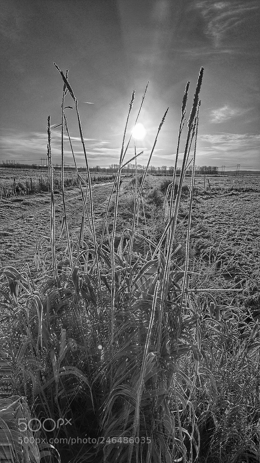 Samsung Galaxy S6 sample photo. Countryside in bw photography