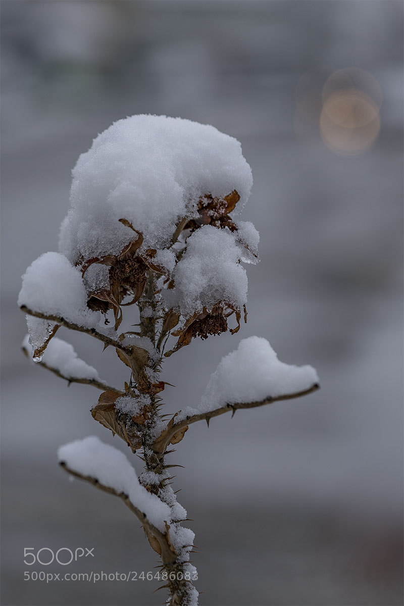 Sony a7R II sample photo. Winter 180218-003 photography