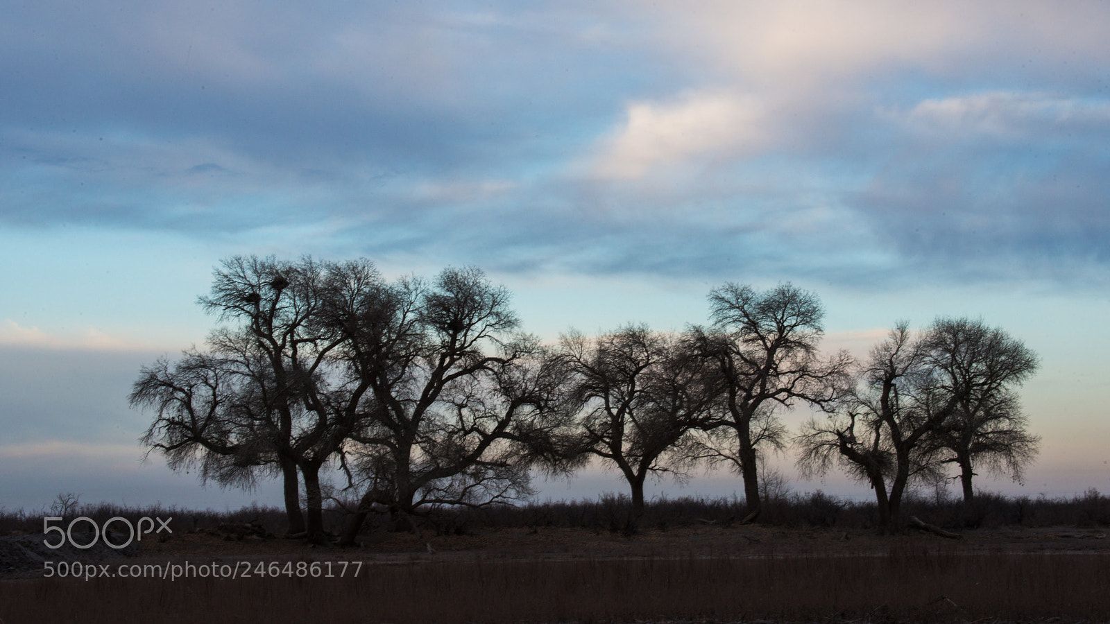 Nikon D800E sample photo. Early cabernet poplar photography