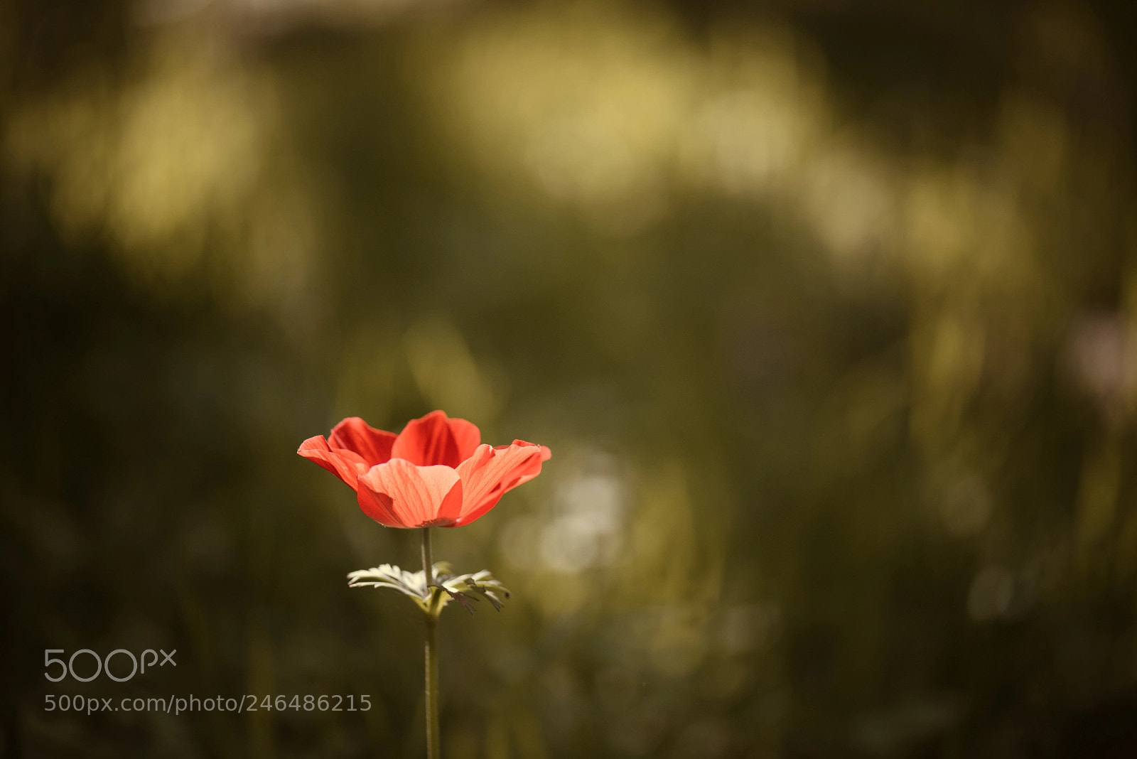 Nikon D810 sample photo. Ray of light photography