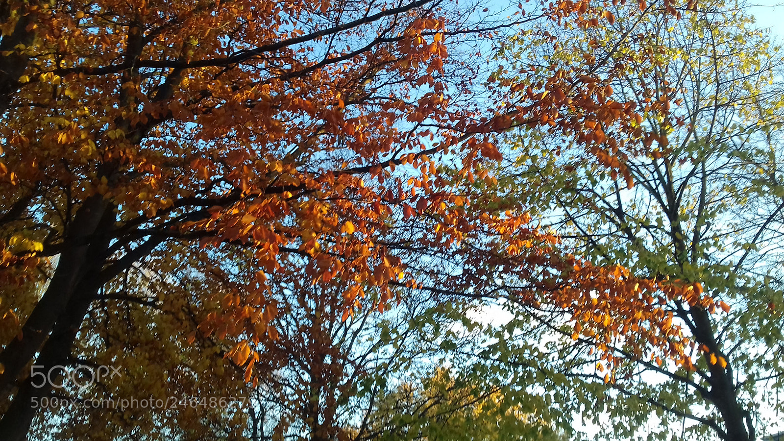 Samsung Galaxy J3(2016) sample photo. Red tree's photography