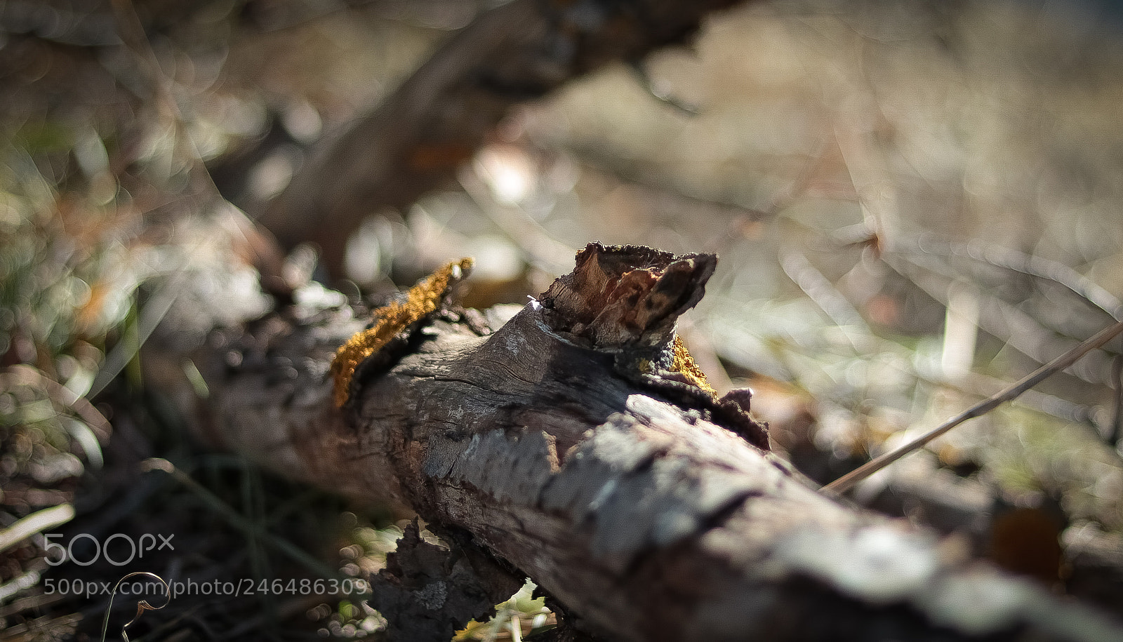 Canon EOS 750D (EOS Rebel T6i / EOS Kiss X8i) sample photo. ,,piece of wood,, photography