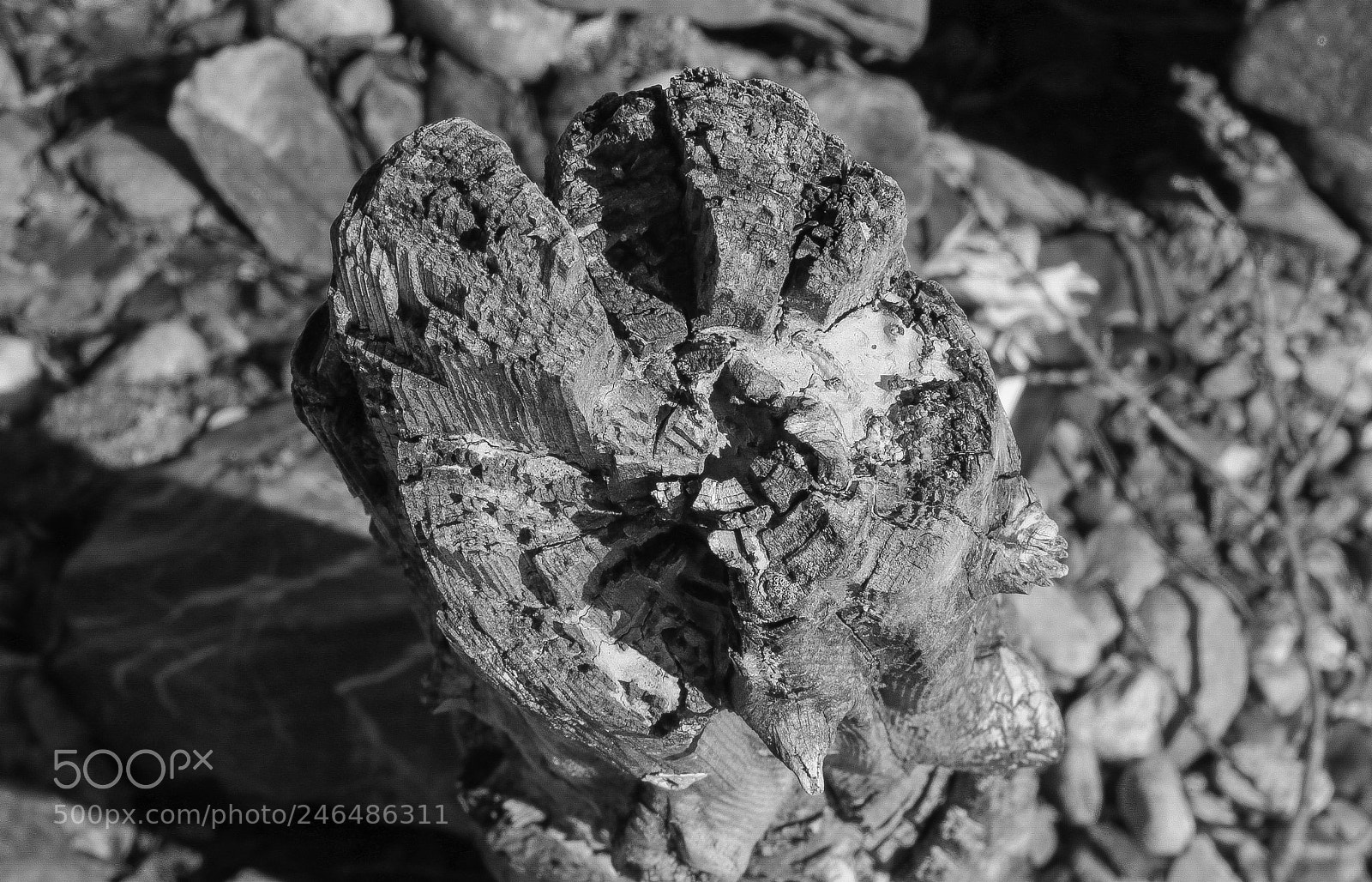 Canon EOS 750D (EOS Rebel T6i / EOS Kiss X8i) sample photo. B&w photography