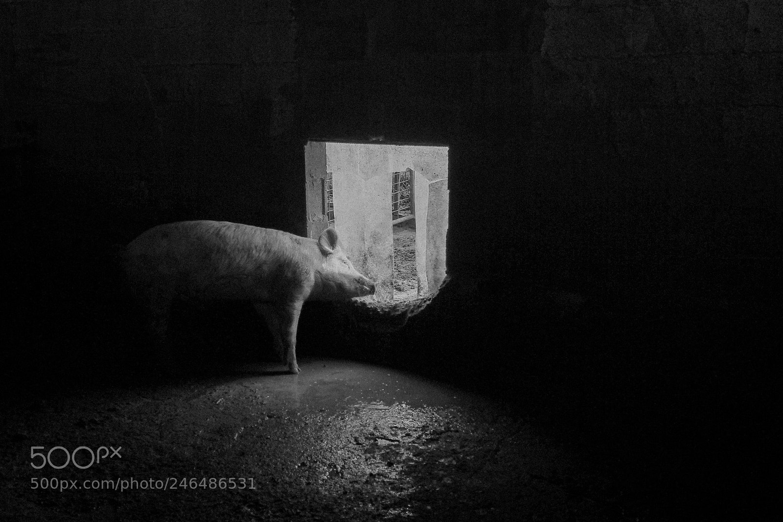 Canon EOS 60D sample photo. The pig photography