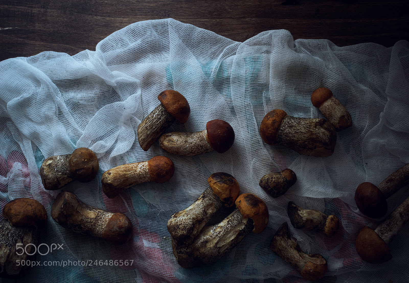Sony a7 sample photo. Wild mushrooms photography