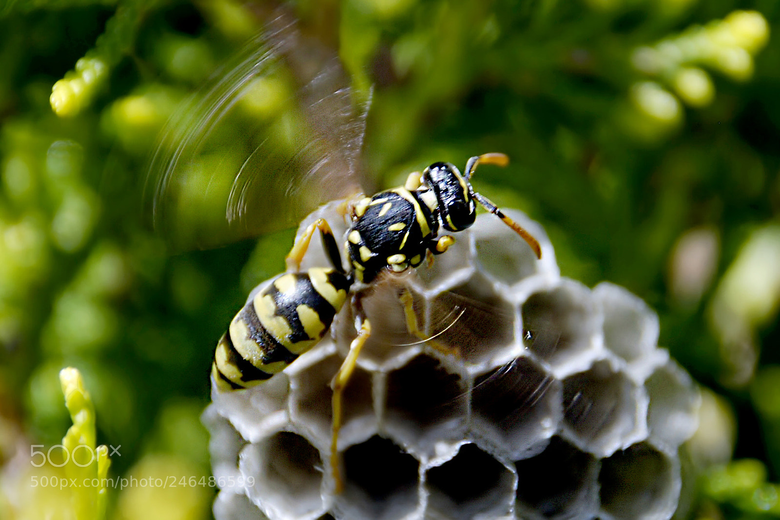 Nikon D60 sample photo. Aleteando photography