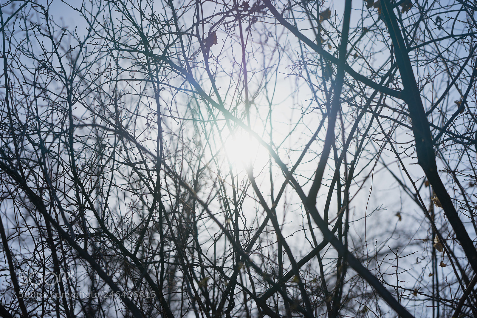 Sony a7 sample photo. Trees 124 photography