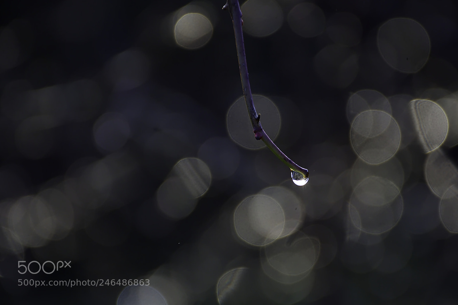 Nikon D7200 sample photo. Give me a drop photography