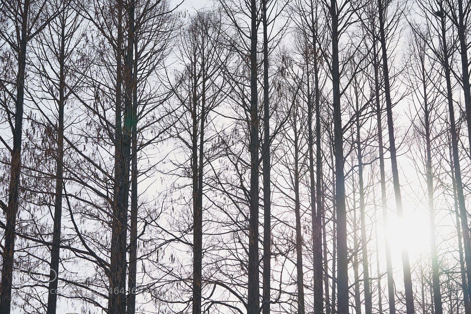 Sony a7 sample photo. Trees 125 photography