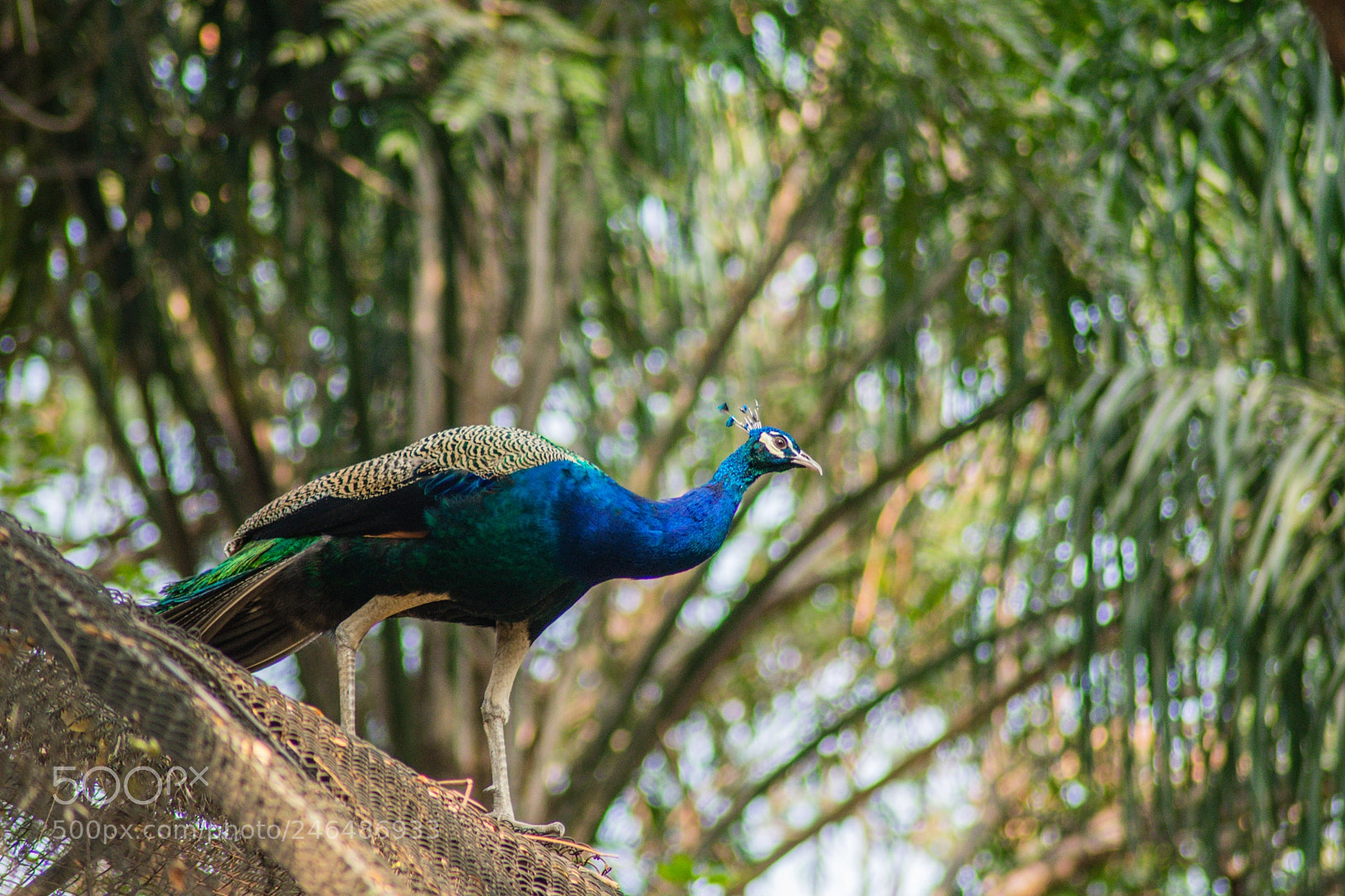 Nikon D3400 sample photo. Peacock photography