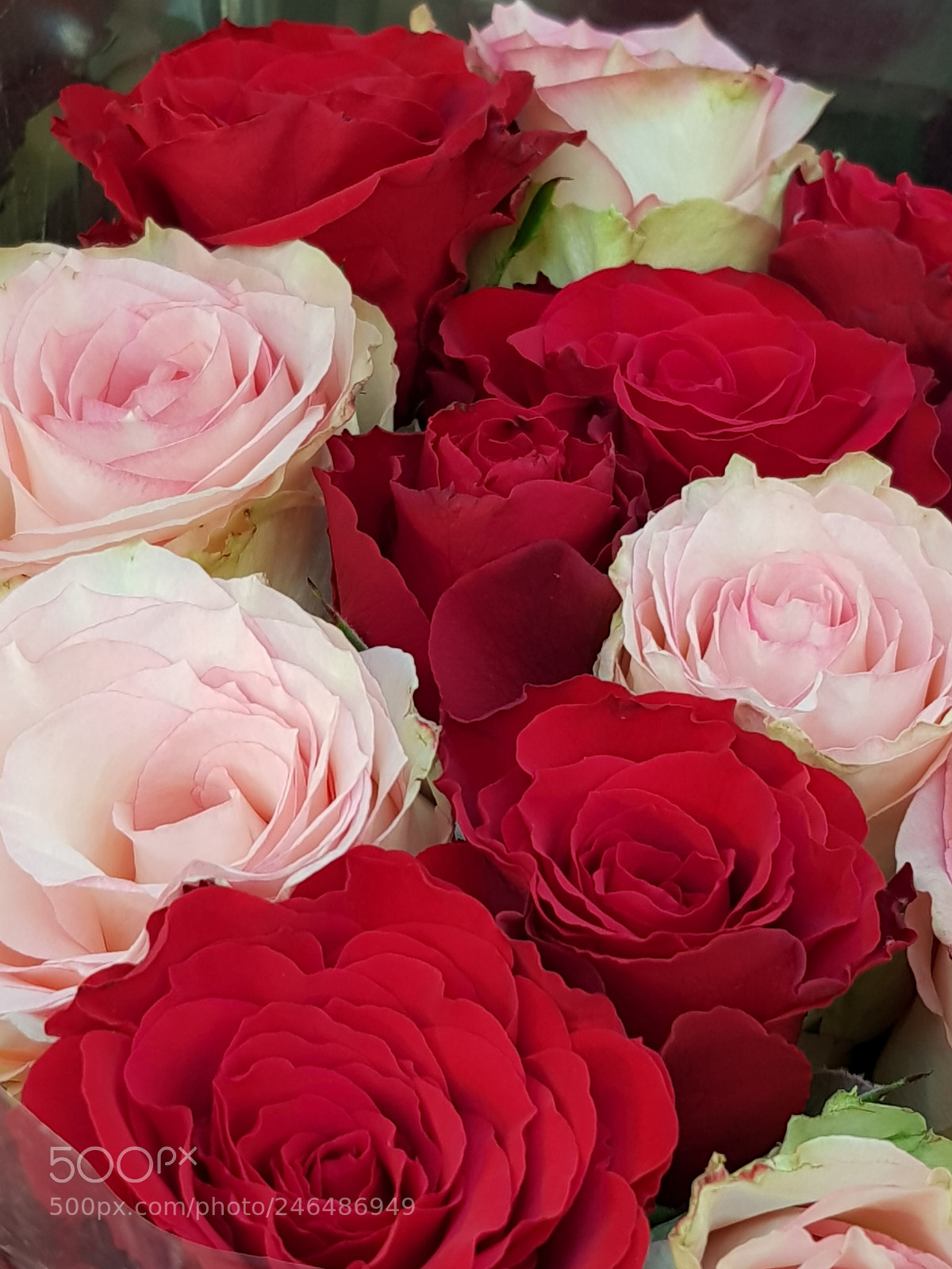 Samsung Galaxy S8 sample photo. Roses are red..... photography