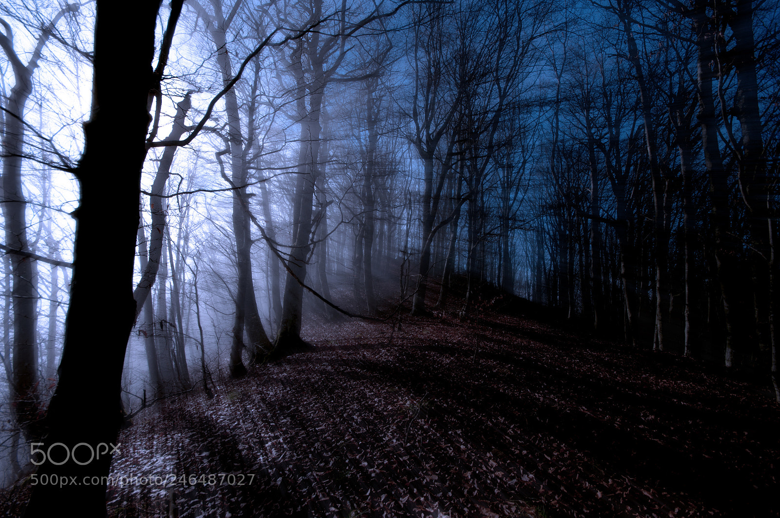 Nikon D90 sample photo. Light in the trees photography