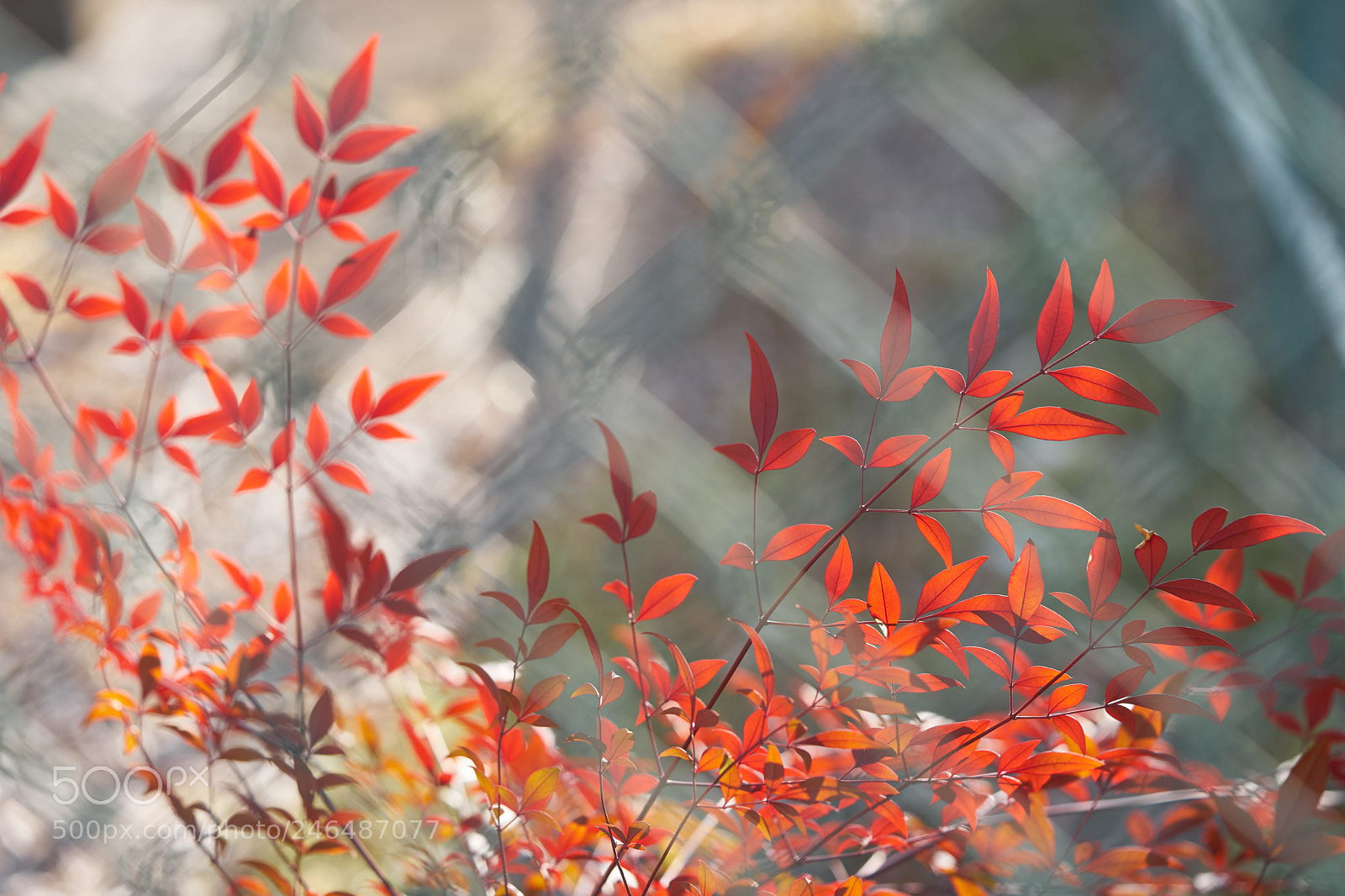 Sony a7 sample photo. Leaves 943 photography