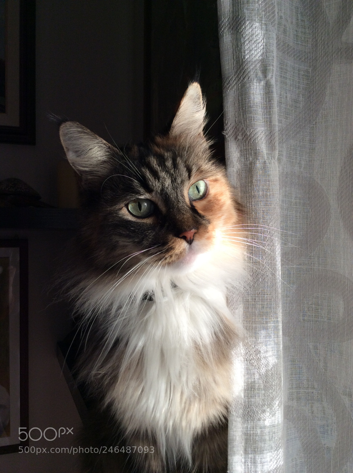 Apple iPad mini 2 sample photo. Stella photography