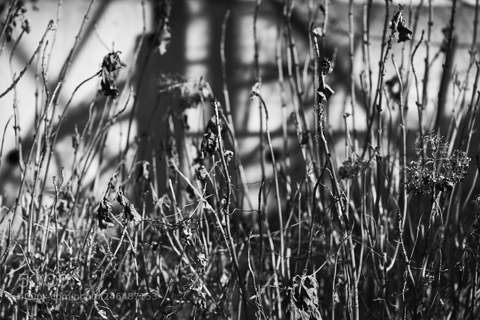 Sony a7 sample photo. Leaves 944 photography