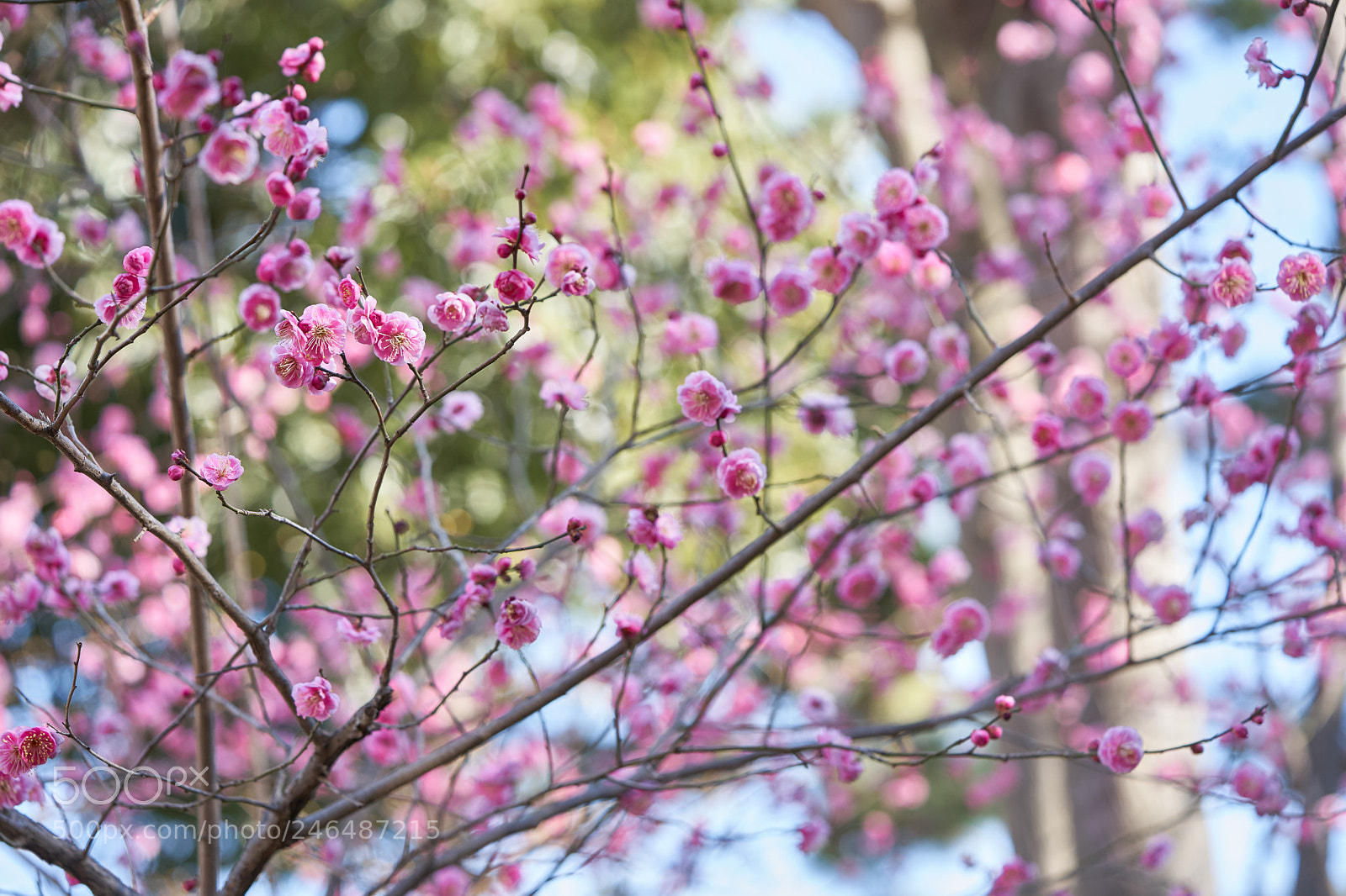 Sony a7 sample photo. Flowers 6141 photography