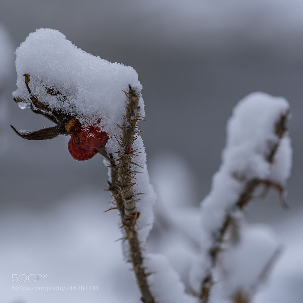 Sony a7R II sample photo. Winter 180218-005 photography