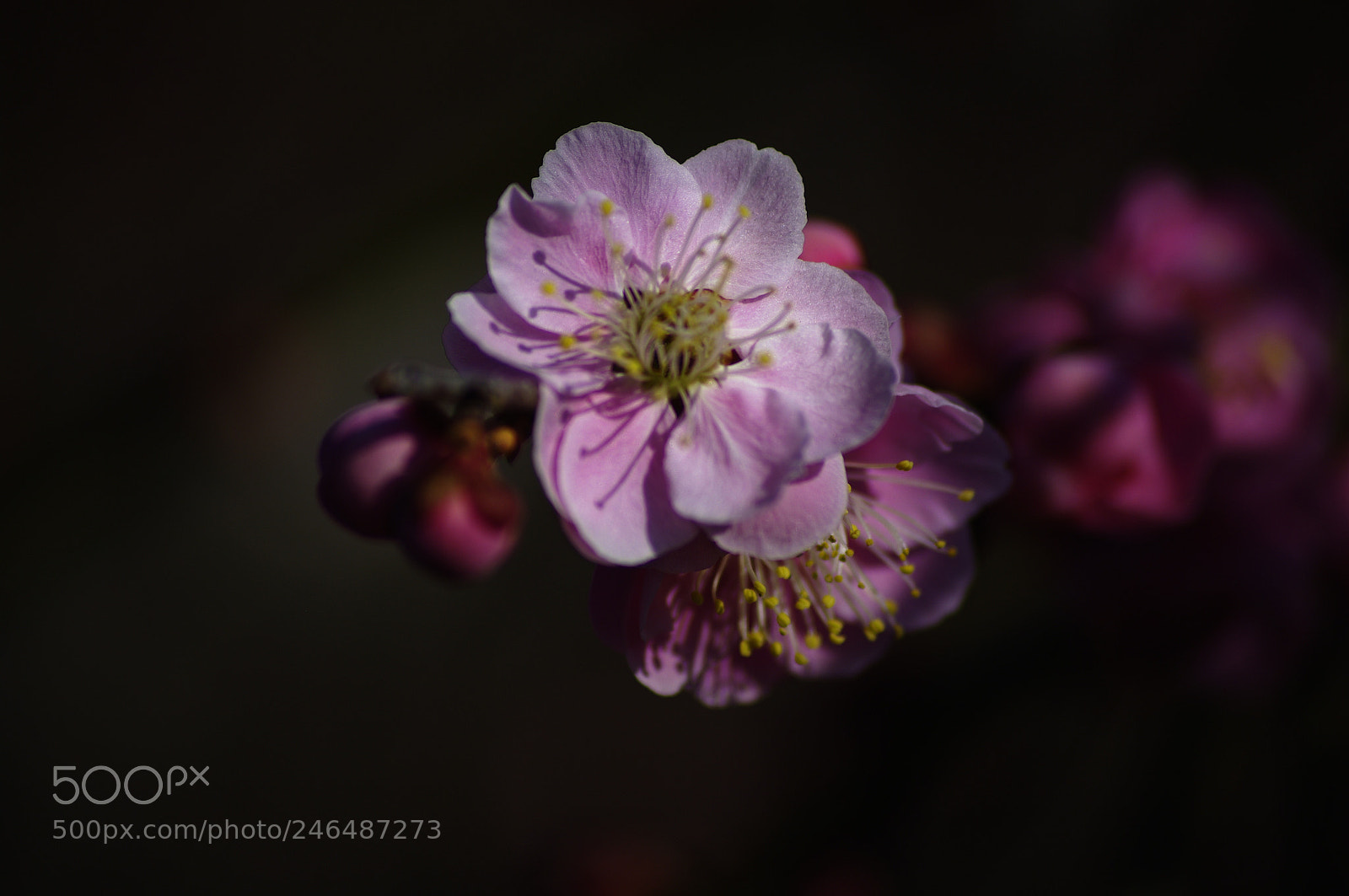 Pentax K20D sample photo. Flowers photography