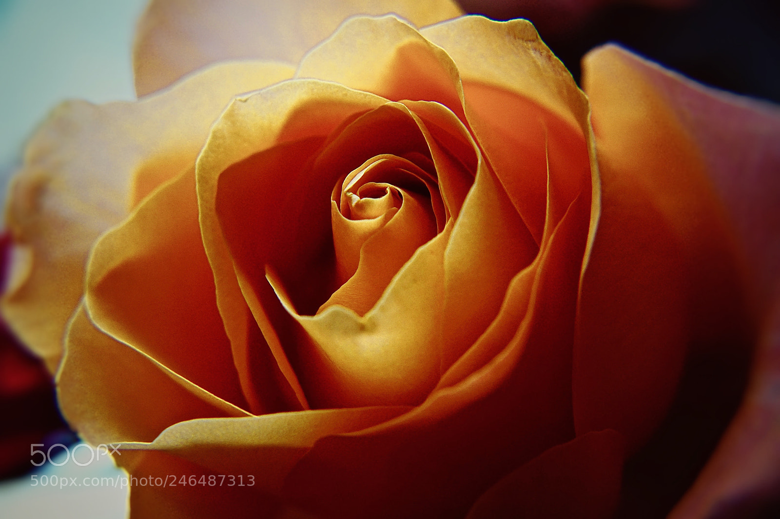 Sony ILCA-77M2 sample photo. Роза photography