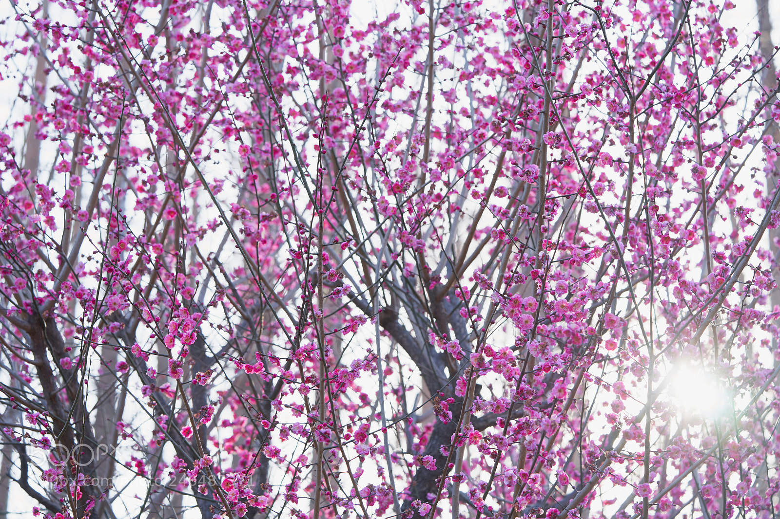 Sony a7 sample photo. Flowers 6142 photography
