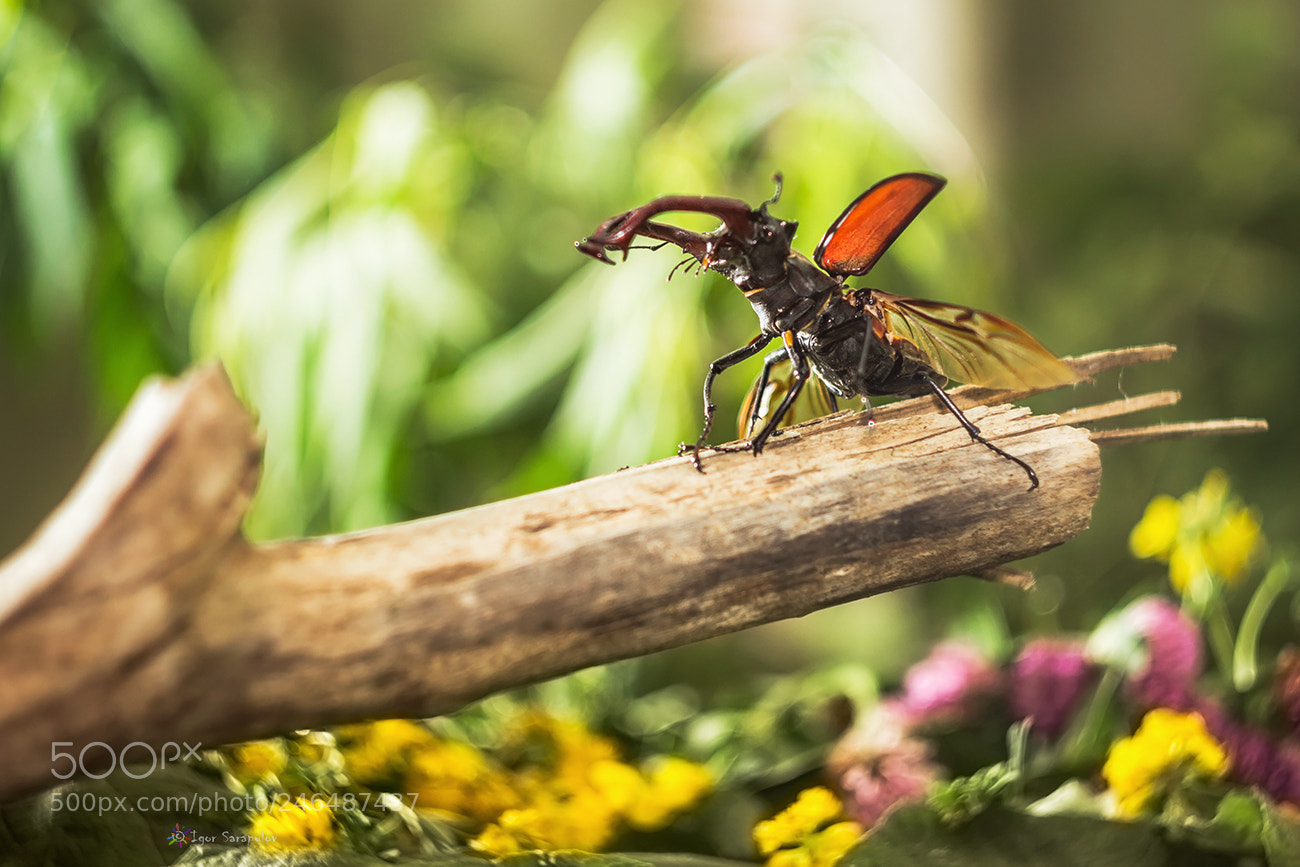 Canon EOS 60D sample photo. Takeoff mode photography