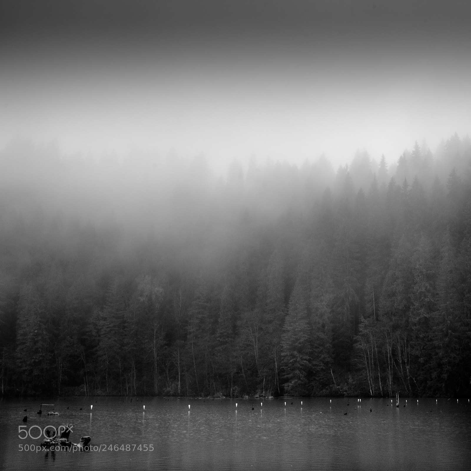 Pentax K-x sample photo. Fog photography