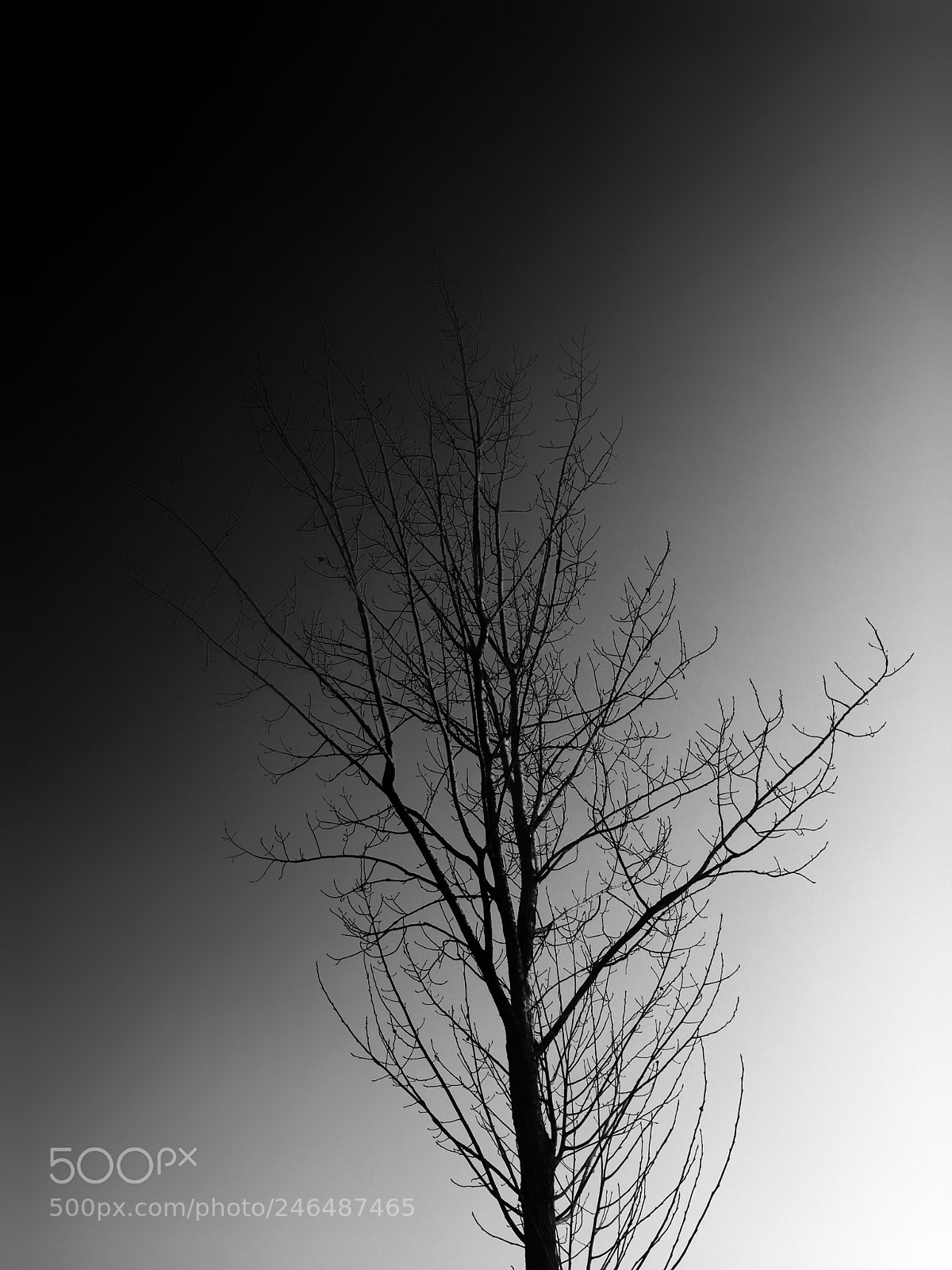 Apple iPhone 6 sample photo. Tree again photography