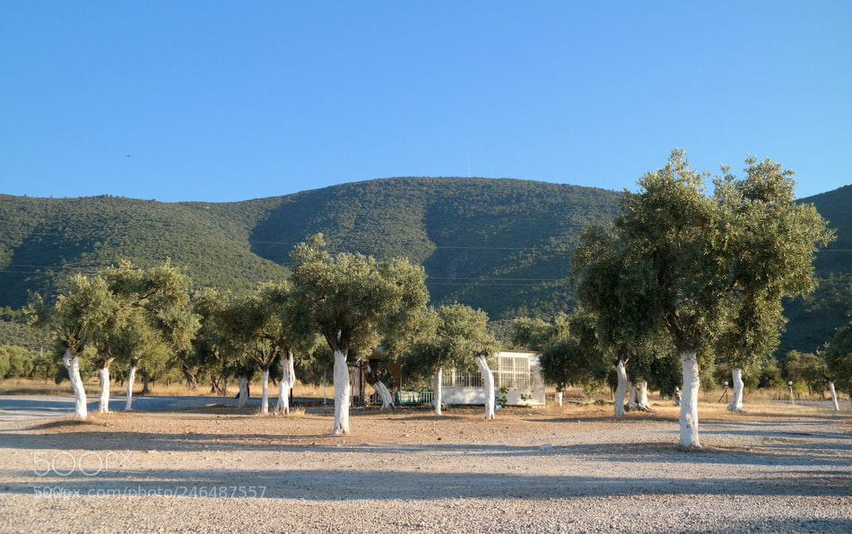 Samsung NX30 sample photo. Olive trees photography