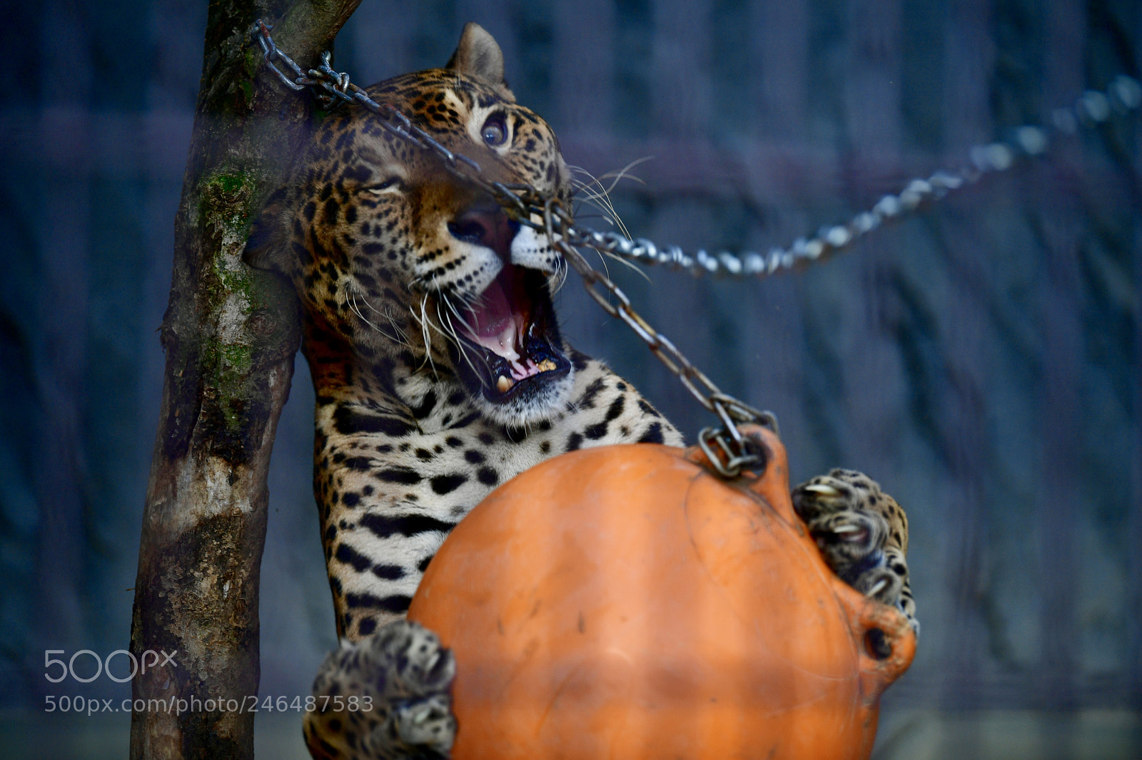Nikon D5 sample photo. Jaguar photography