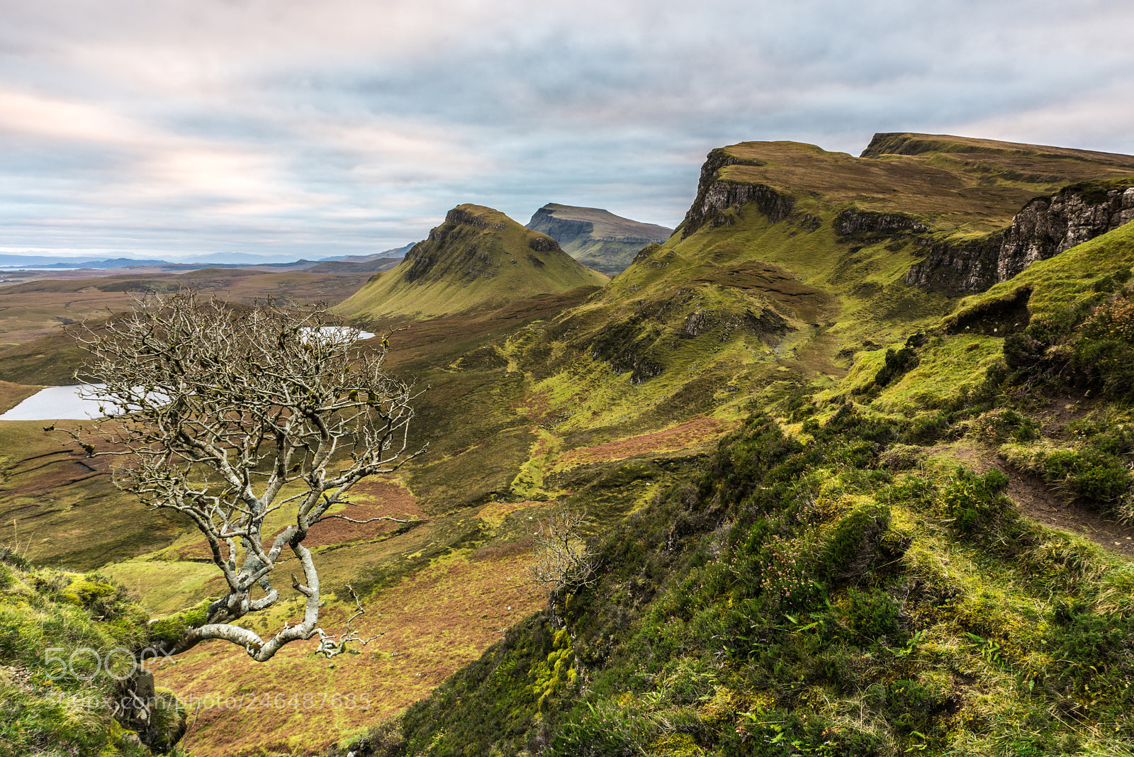 Nikon D810 sample photo. Quiraing tree photography