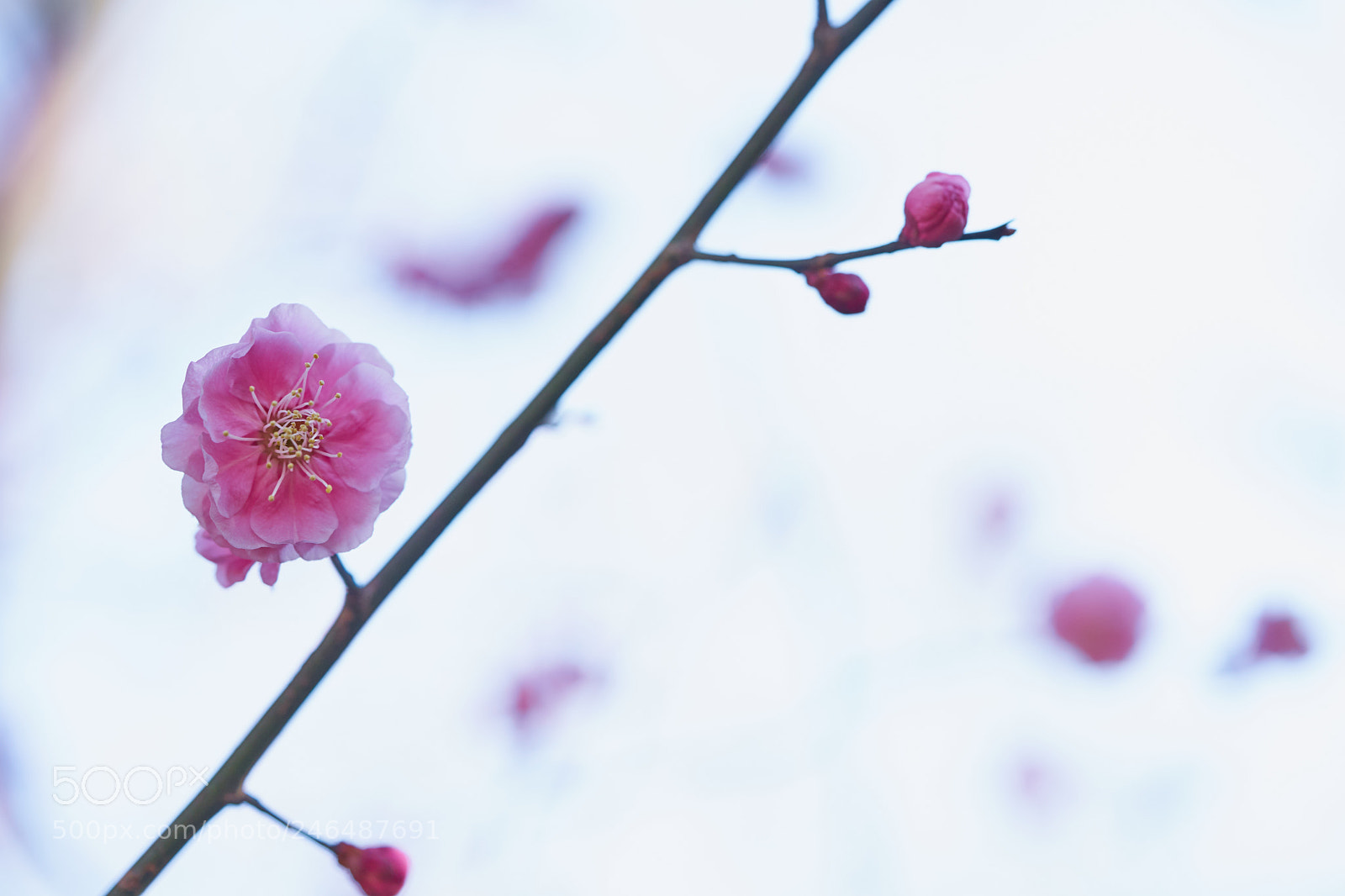 Sony a7 sample photo. Flowers 6145 photography