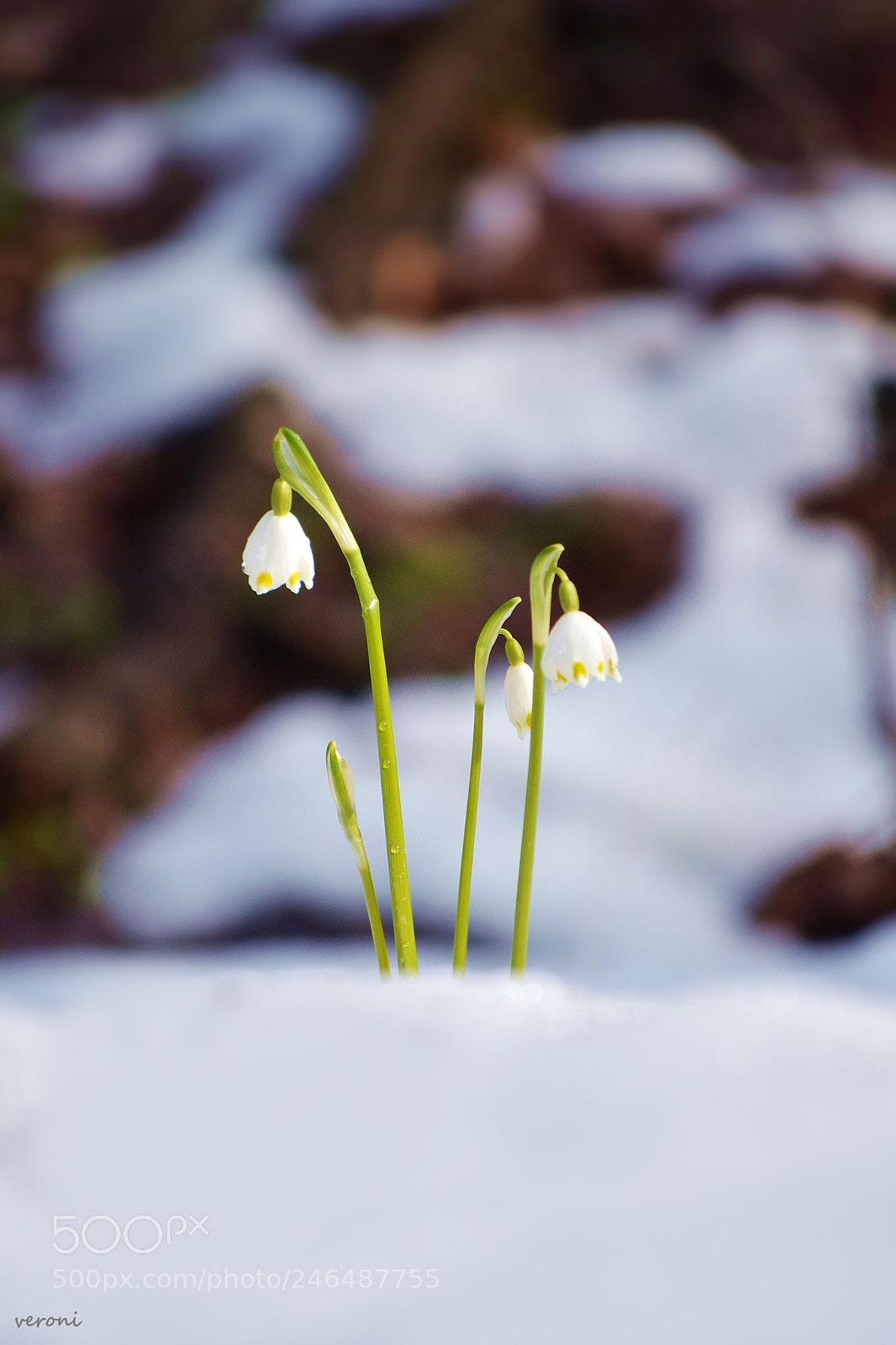 Nikon D3100 sample photo. Leucojum vernum photography