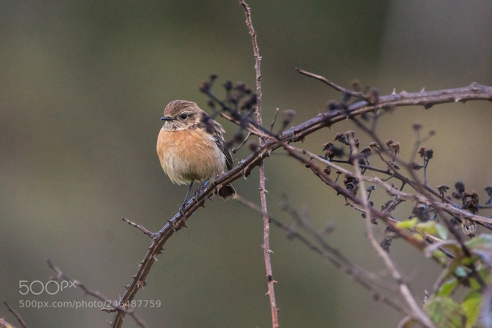 Sony ILCA-77M2 sample photo. Saxicola torquatus photography