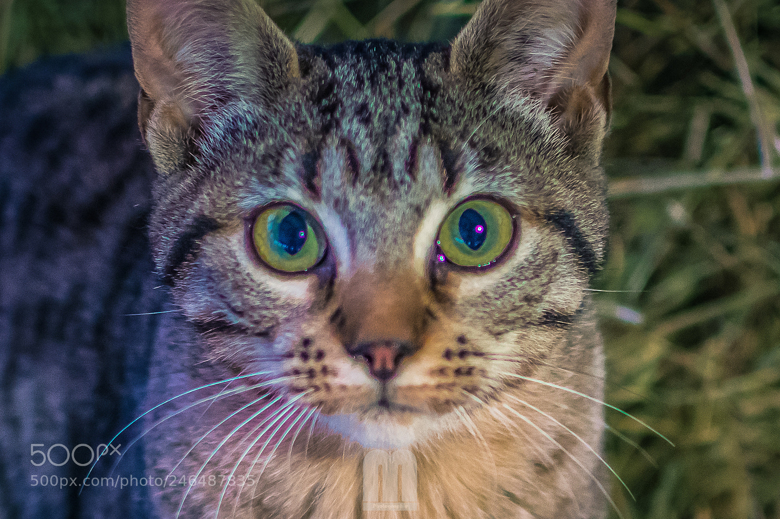 Nikon D7100 sample photo. Cat's eyes photography