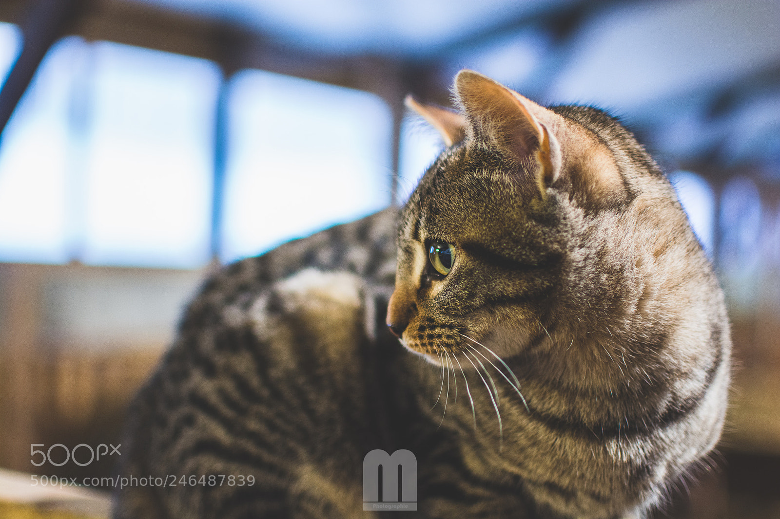 Nikon D7100 sample photo. Cat photography