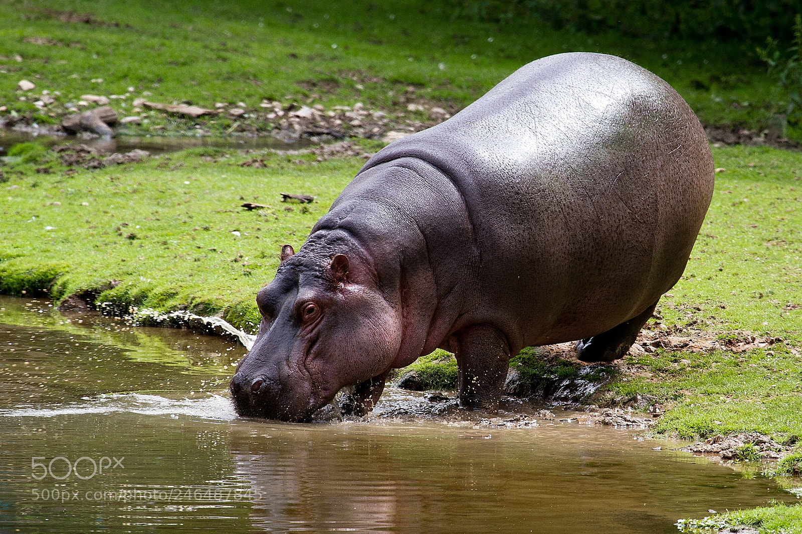 Canon EOS 7D sample photo. Hippopotamus amphibius photography