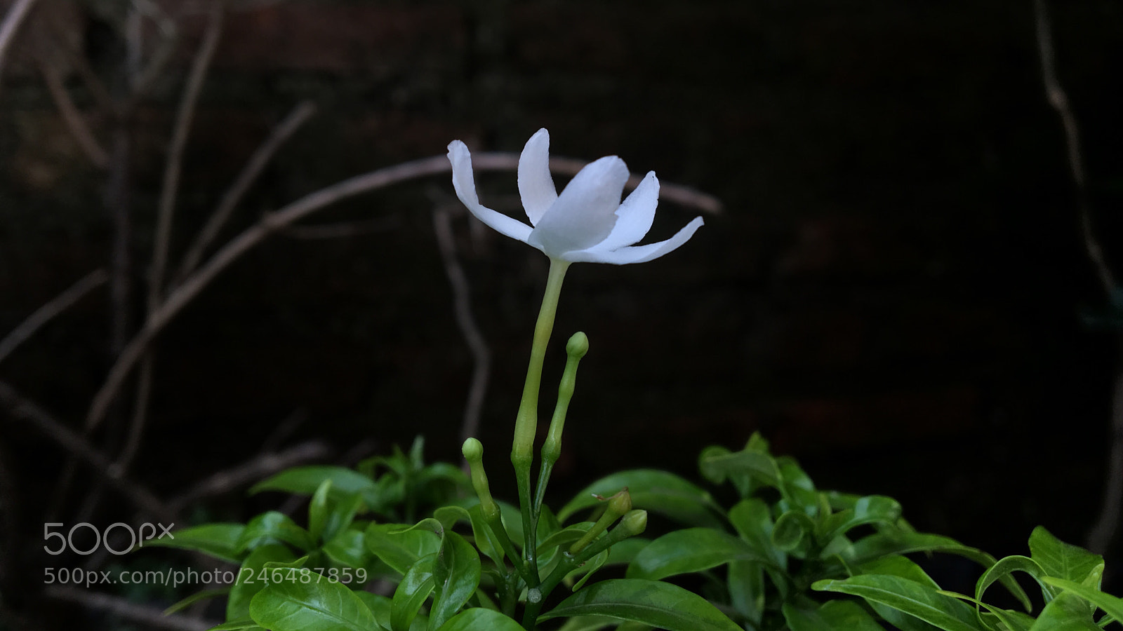 Apple iPhone 6s sample photo. Untitled photography